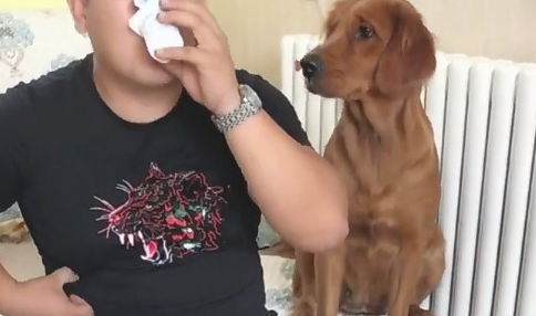 狗狗羡慕嫉妒主人的酸牛奶,却被主人措不及防搞怪,狗狗心痛一地