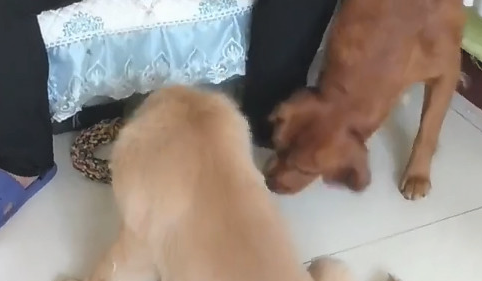 狗狗羡慕嫉妒主人的酸牛奶,却被主人措不及防搞怪,狗狗心痛一地