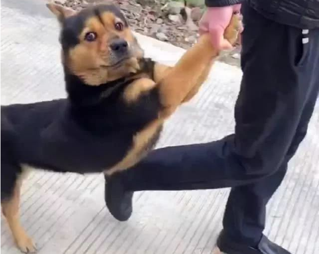 田园犬跑出大门释放自己，被主人家拉着前腿捉回家了，我就很怕了