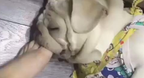 狗狗睡觉打呼噜，主人感觉很吵，立即把脚伸进去塞住！