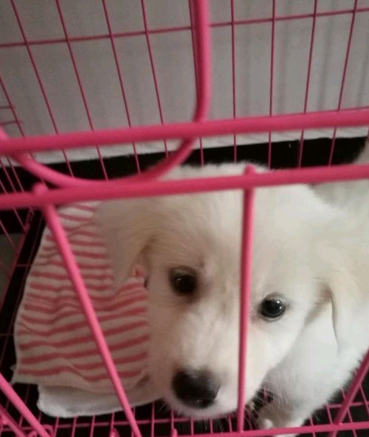 狗狗坐在电梯门口前，却没看到主人，是被遗弃了吧！