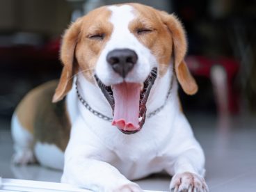 宠物狗比格犬图片