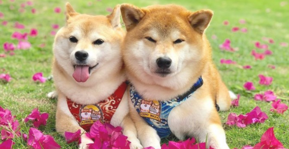 萌宝电动车充电站，柴犬姐弟凭着讨人喜欢的表面吸引住数万粉絲