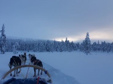 冬季雪地狗拉雪橇图片