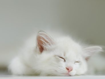 纯白色猫咪睡觉图片