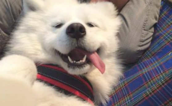 和自己狗狗一块儿入睡，有种他人替代不上的优越感
