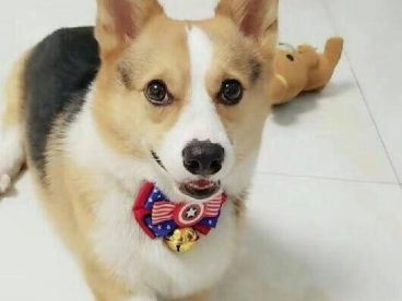 偶像肉圆