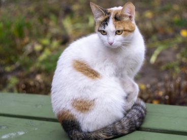 呆萌杂色宠物猫图片