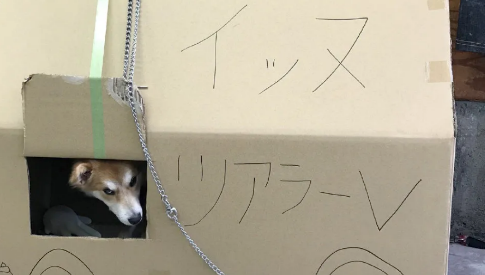 狗狗两次被遗弃，医生领养一年后，明白了它被抛弃的原因