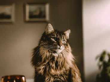 玳瑁色缅因猫图片