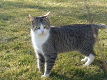 户外可爱家养猫咪图片