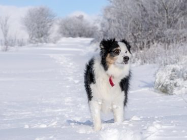 雪地里行走的雪橇犬图片