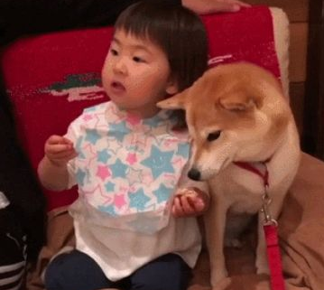 小萌娃给柴犬吃零食，狗狗半推半就的模样，令人大呼：段子手