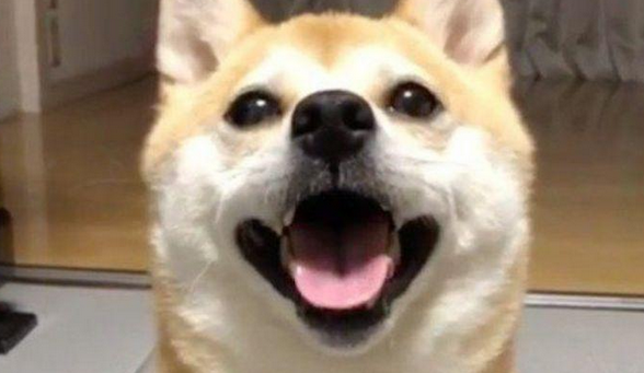 柴犬宠着主戏弄，小表情立刻越来越凶悍起來，可下一秒却积极笑着认怂