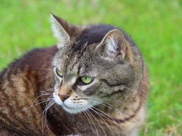灰色家养猫高清图片