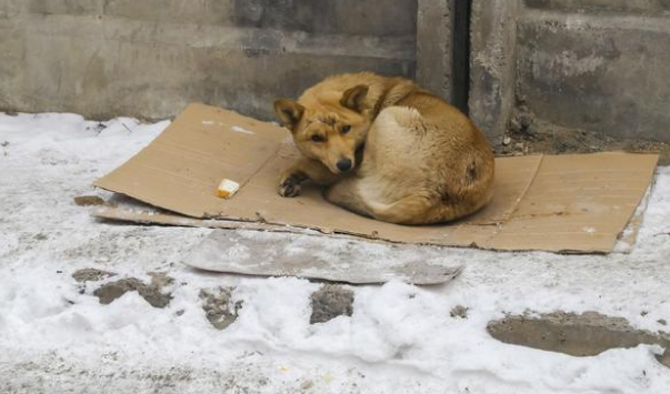 同为比熊犬，命运竟千差万别，流浪比熊的眼里满是羡慕！