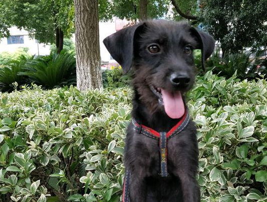 大冬天流浪犬却没个好去处，摸着它那排骨样的身体，女生更为心痛了