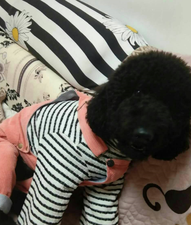 泰迪犬被打扮成了家庭主妇，但它的内心还只是个孩子，看它多可爱