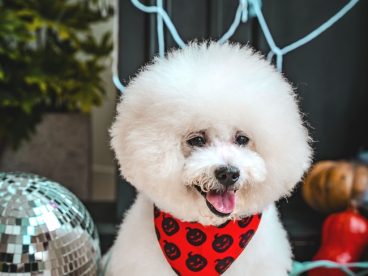 万圣节主题狗狗写真图片