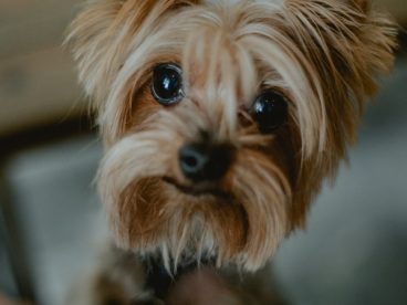 呆萌宠物狗狗图片