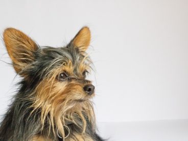 可爱小型犬宠物狗狗图片