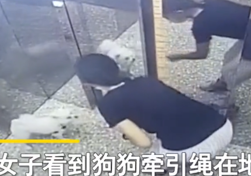 广东一女子带狗坐电梯绳子被卡,电梯启动狗吊在半空,网友:活该
