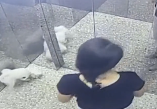 广东一女子带狗坐电梯绳子被卡,电梯启动狗吊在半空,网友:活该