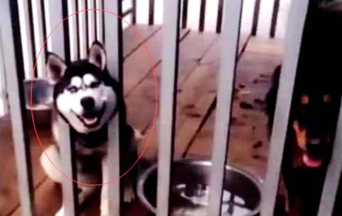 二哈拆家屡教不改，把它跟猛犬关在了一起，早上一看，笑出猪叫声