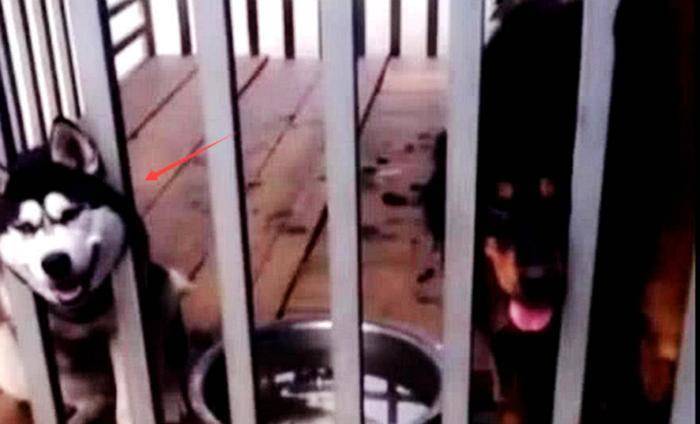 二哈拆家屡教不改，把它跟猛犬关在了一起，早上一看，笑出猪叫声