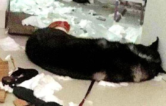 二哈拆家屡教不改，把它跟猛犬关在了一起，早上一看，笑出猪叫声