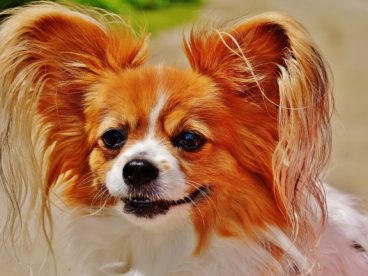 宠物狗蝴蝶犬图片