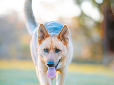 德国牧羊犬气喘吁吁图片