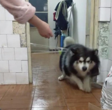 宠主想“恶搞”阿拉斯加犬，却被机敏狗狗不按套路出牌，网友看过哈哈大笑