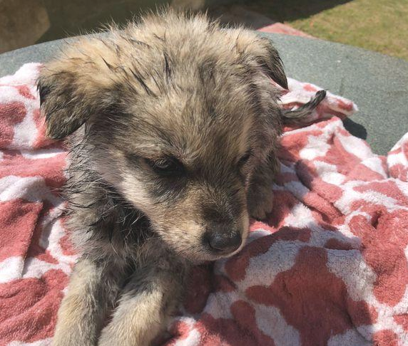 化下雪天流浪犬在女生脚旁打转，小家伙止不住哆嗦，模样叫人心痛