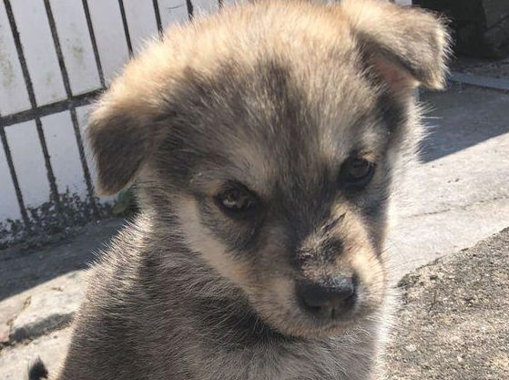 化下雪天流浪犬在女生脚旁打转，小家伙止不住哆嗦，模样叫人心痛