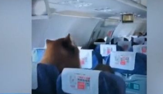 机上惊见巨型汪星人 南航：证件齐全的辅助犬