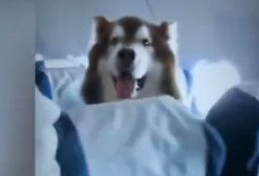 机上惊见巨型汪星人 南航：证件齐全的辅助犬