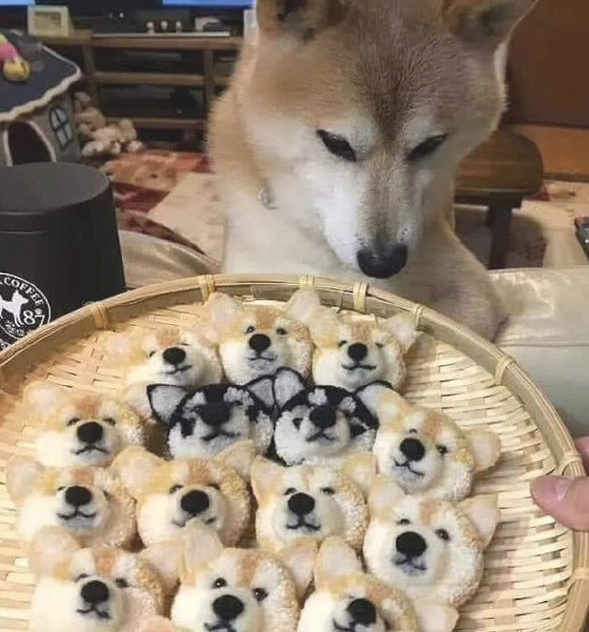 网友干了和柴犬造型一样的点心，它都猜疑狗生了：全是我的崽吗？