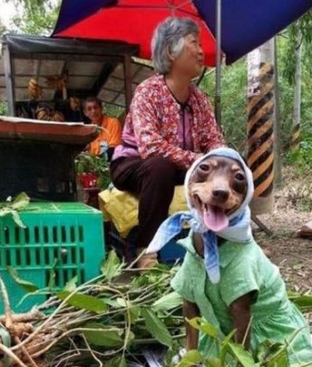 这只与老奶奶相守相伴的狗狗，竟担负起了赚钱养家的义务！
