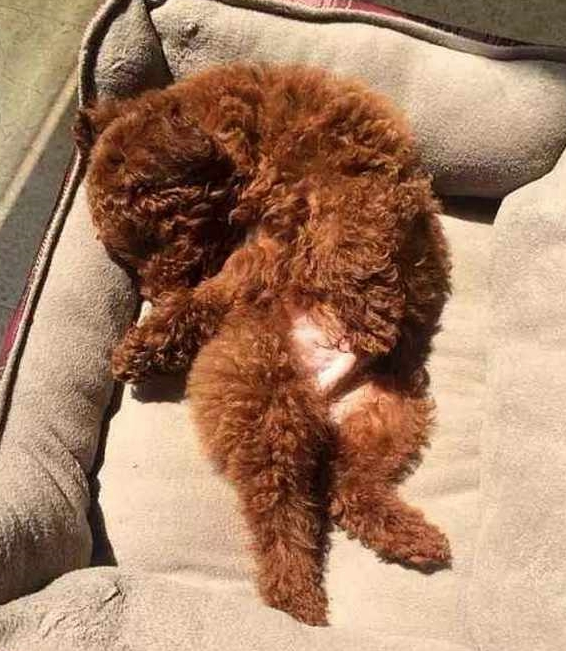 当心!泰迪犬出现这5个情况,证明它根本不把你放在眼里!