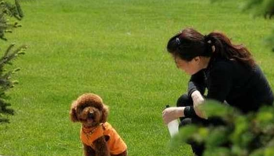当心！泰迪犬出现这5个情况，证明它根本不把你放在眼里！