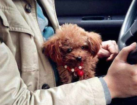当心！泰迪犬出现这5个情况，证明它根本不把你放在眼里！