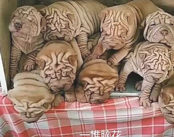女子据说朋友家狗狗生了仔，本想带只回家了养：开门后一瞬间消除念头