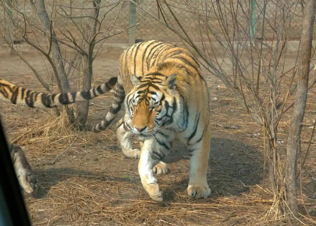 “咬死两头牛、吃掉一条狗”,为何冬季东北虎更频繁下山觅食?