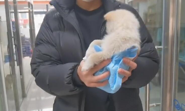 仅2个月大的小奶狗,不知道为什么竟被丢在楼梯道里