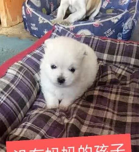 狗妈妈被冻僵在树下，小奶狗着急的向路人求救，竟着急得掉下眼泪