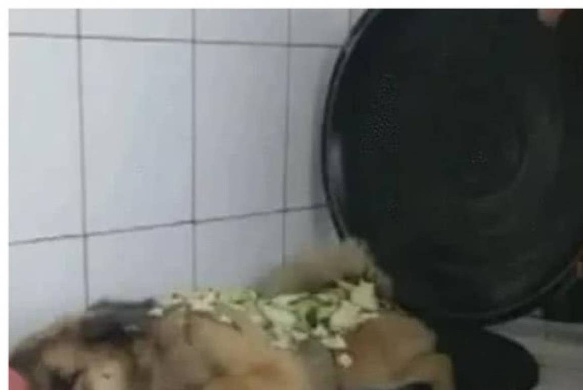 做饭到一半，狗狗竟主动跳进锅里，主人气的想炖狗肉：是要加餐？