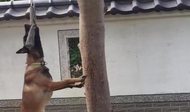 狗狗吊在树旁不停扭动，网友误以为主人虐狗！