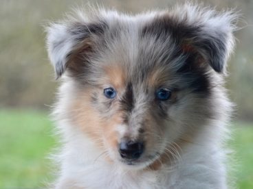 小牧羊犬肖像图片