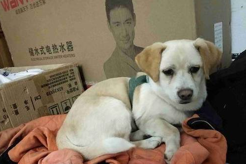 流浪狗冻得瑟瑟发抖，女孩暖心陪伴，路人的话叫人心寒